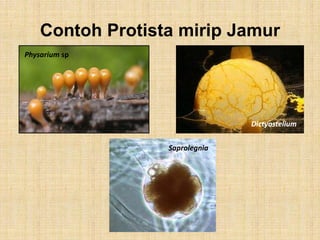 Contoh Protista mirip Jamur
Physarium sp
Dictyostelium
Saprolegnia
 