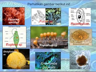 Fucus sp
Paramecium
Euglena sp Physarium sp
Dictyosteliu
m
Entamoeba
gingivalis
Saprolegnia
sp
Perhatikan gambar berikut ini!
 