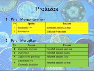 Protozoa
1. Peran Menguntungkan
2. Peran Merugikan
 