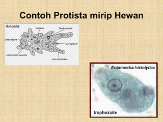 Contoh Protista mirip Hewan
 