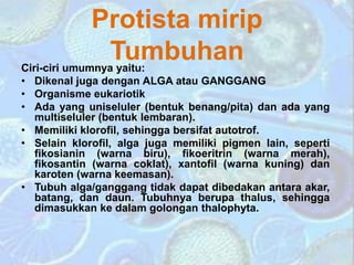 Protista mirip
Tumbuhan
Ciri-ciri umumnya yaitu:
• Dikenal juga dengan ALGA atau GANGGANG
• Organisme eukariotik
• Ada yang uniseluler (bentuk benang/pita) dan ada yang
multiseluler (bentuk lembaran).
• Memiliki klorofil, sehingga bersifat autotrof.
• Selain klorofil, alga juga memiliki pigmen lain, seperti
fikosianin (warna biru), fikoeritrin (warna merah),
fikosantin (warna coklat), xantofil (warna kuning) dan
karoten (warna keemasan).
• Tubuh alga/ganggang tidak dapat dibedakan antara akar,
batang, dan daun. Tubuhnya berupa thalus, sehingga
dimasukkan ke dalam golongan thalophyta.
 