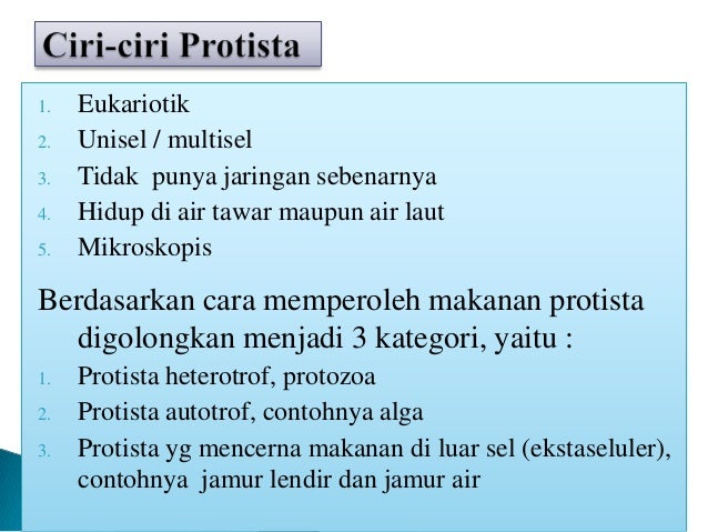 Ppt protista mirip hewan