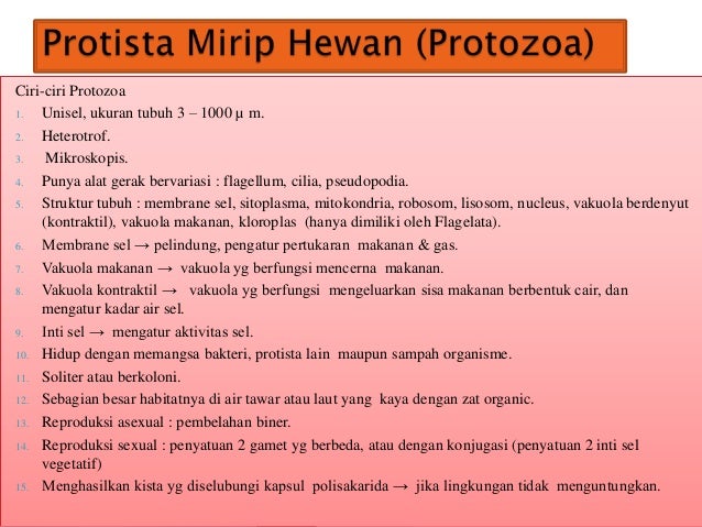 Ppt protista mirip hewan