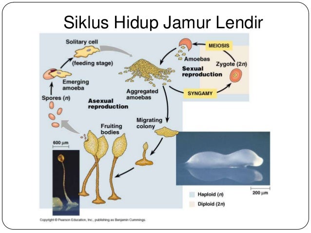 Ppt protista mirip jamur