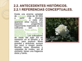 2.2. ANTECEDENTES HISTÓRICOS.
2.2.1 REFERENCIAS CONCEPTUALES.
Existe una enorme variedad
de cultivares (más de 30 000)
a
partir
de
diversas
hibridaciones, y cada año
aparecen otros nuevos. Las
especies
progenitoras
mayormente implicadas en los
cultivares
son:
Rosa
moschata, Rosa gallica, Rosa
damascena,
Rosa
wichuraiana, Rosa californica y
Rosa rugosa. Los cultivadores
de rosas del siglo XX se
centraron en el tamaño y el
color, para producir flores
grandes y atractivas, aunque
con poco o ningún aroma.
Muchas rosas silvestres y
«pasadas de moda», por el
contrario, tienen una fragancia
dulce y fuerte.

 