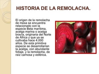 HISTORIA DE LA REMOLACHA.
El origen de la remolacha
de mesa se encuentra
relacionado con la
especie Beta marítima,
acelga marina o acelga
bravía, originaria del Norte
de África y que ya se
cultivaba hace 4.000
años. De esta primitiva
especie se desarrollarían
la acelga, con abundante
follaje, y la remolacha, de
raíz carnosa y esférica.

 