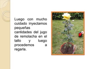 Luego con mucho
cuidado inyectamos
pequeñas
cantidades del jugo
de remolacha en el
tallo
y
luego
procedemos
a
regarla.

 