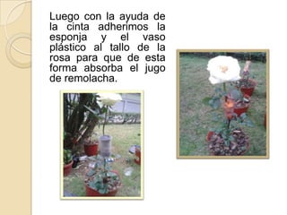 Luego con la ayuda de
la cinta adherimos la
esponja y el vaso
plástico al tallo de la
rosa para que de esta
forma absorba el jugo
de remolacha.

 