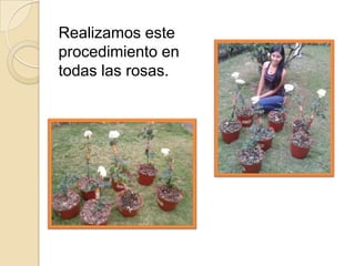 Realizamos este
procedimiento en
todas las rosas.

 