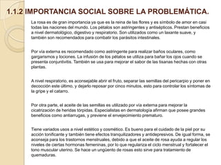 1.1.2 IMPORTANCIA SOCIAL SOBRE LA PROBLEMÁTICA.
La rosa es de gran importancia ya que es la reina de las flores y es símbolo de amor en casi
todas las naciones del mundo. Los pétalos son astringentes y antisépticos. Prestan beneficios
a nivel dermatológico, digestivo y respiratorio. Son utilizados como un laxante suave, y
también son recomendados para combatir los parásitos intestinales.
Por vía externa es recomendado como astringente para realizar baños oculares, como
gargarismos y lociones. La infusión de los pétalos se utiliza para bañar los ojos cuando se
presenta conjuntivitis. También se usa para mejorar el sabor de las tisanas hechas con otras
plantas.
A nivel respiratorio, es aconsejable abrir el fruto, separar las semillas del pericarpio y poner en
decocción este último, y dejarlo reposar por cinco minutos, esto para controlar los síntomas de
la gripe y el catarro.
Por otra parte, el aceite de las semillas es utilizado por vía externa para mejorar la
cicatrización de heridas tórpidas. Especialistas en dermatología afirman que posee grandes
beneficios como antiarrugas, y previene el envejecimiento prematuro.
Tiene variados usos a nivel estético y cosmético. Es bueno para el cuidado de la piel por su
acción tonificante y también tiene efectos tranquilizadores y antidepresivos. De igual forma, se
aconseja para los trastornos menstruales, debido a que el aceite de rosa ayuda a regular los
niveles de ciertas hormonas femeninas, por lo que regulariza el ciclo menstrual y fortalecer el
tono muscular uterino. Se hace un ungüento de rosas esto sirve para tratamiento de
quemaduras.

 