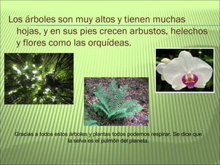 Los árboles son muy altos y tienen muchas
hojas, y en sus pies crecen arbustos, helechos
y flores como las orquídeas.
Gracias a todos estos árboles y plantas todos podemos respirar. Se dice que
la selva es el pulmón del planeta.
 