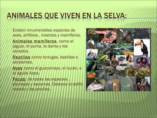  Existen innumerables especies de
aves, anfibios , insectos y mamíferos.
 Animales mamíferos, como el
jaguar, el puma, la danta y los
venados.
 Reptiles como tortugas, babillas o
serpientes.
 Aves como el guacamayo, el tucán, o
el águila Árpia.
 Peces: de todas las especies ,
plumajes y escamas. Destaca el delfín
rosado y las pirañas.
 