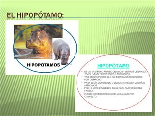 Proyecto La selva amazónica