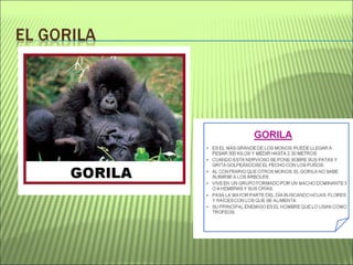 Proyecto La selva amazónica