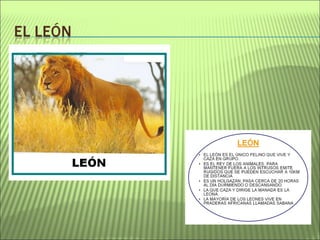 Proyecto La selva amazónica