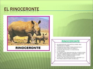 Proyecto La selva amazónica