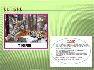 Proyecto La selva amazónica