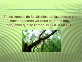 En los troncos de los árboles, en las piedras y en
el suelo podemos ver unas plantitas muy
pequeñas que se llaman MUSGO o MOHO.
 