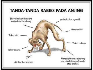 RABIES | PPTX