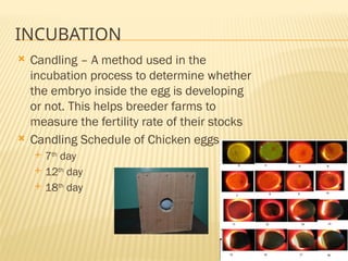 ppt Raise Organic Chickens [Autosaved].pptx