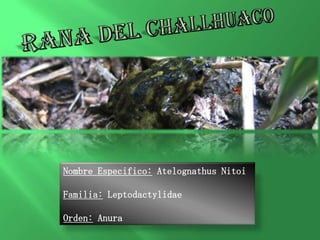 Nombre Especifico: Atelognathus Nitoi

Familia: Leptodactylidae

Orden: Anura
 