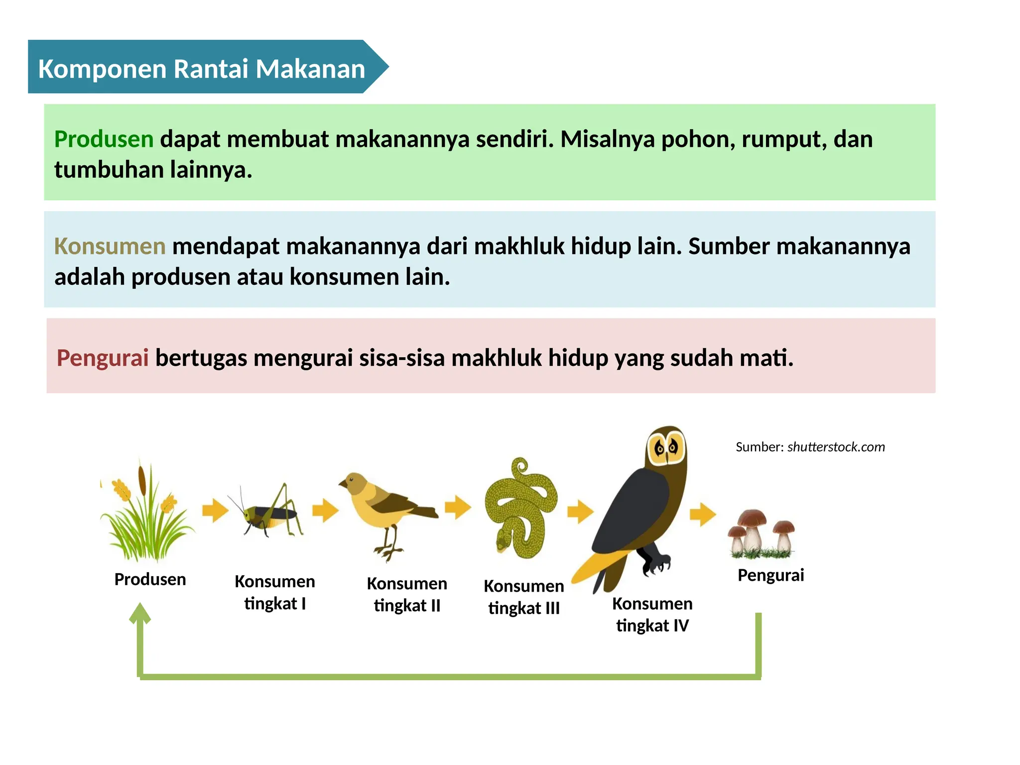 PPT RANTAI MAKANAN Kelas 5SD Kurmer.pptx