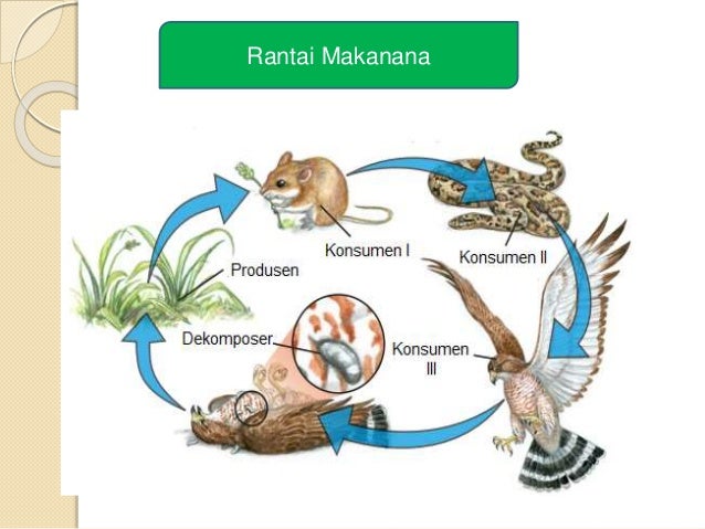Ppt Rantai Makanan Dan Jaring Jaring Makanan