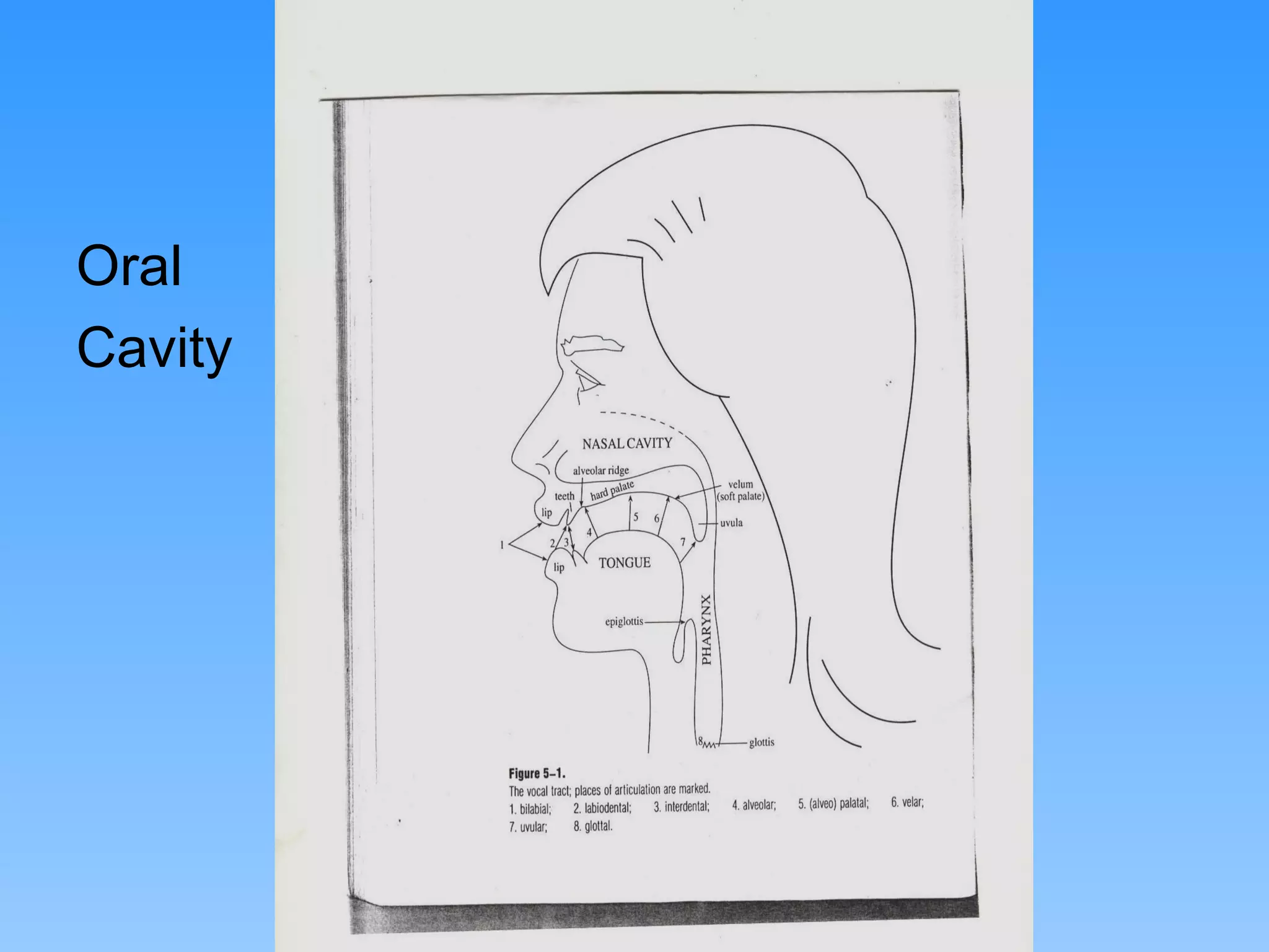 Oral
Cavity




         Hanadi Mirza hanadym@hotmail.com
 