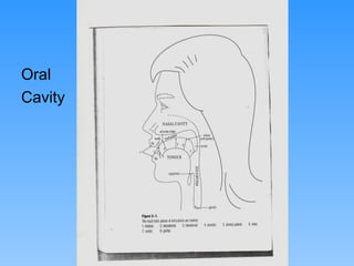 Oral
Cavity




         Hanadi Mirza hanadym@hotmail.com
 