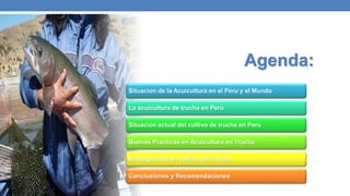 Agenda:
Situacion de la Acuicultura en el Peru y el Mundo
La acuicultura de trucha en Perú
Situacion actual del cultivo de trucha en Peru
Buenas Practicas en Acuicultura en Trucha
Ibioseguridad en cultivo de Trucha
Conclusiones y Recomendaciones
 