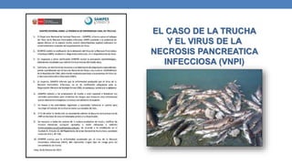 EL CASO DE LA TRUCHA
Y EL VIRUS DE LA
NECROSIS PANCREATICA
INFECCIOSA (VNPI)
 