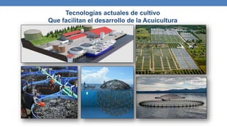 Tecnologías actuales de cultivo
Que facilitan el desarrollo de la Acuicultura
 