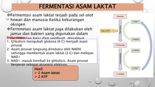 Peran Senyawa Asam Laktat dalam Otot Tubuh Manusia