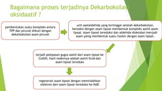Bagaimana proses terjadinya Dekarboksilasi
oksidaatif ?
pembentukan suatu kompleks antara
TPP dan piruvat diikuti dengan
dekarboksilasi asam piruvat
unit asetaldehida yang tertinggal setelah dekarboksilasi,
bereaksi dengan asam lipoat membentuk kompleks asetil-asam
lipoat. Asam lipoat tereduksi dan aldehida dioksidasi menjadi
asam yamg membentuk suatu tioster dengan asam lipoat.
terjadi pelepasan gugus asetil dari asam lipoat ke
CoASH, hasil reaksinya adalah asetil-ScoA dan
asam lipoat tereduks
regenerasi asam lipoat dengan memindahkan
elektron dari asam lipoat tereduksi ke NAD
 