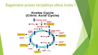 Bagaimana proses terjadinya siklus krebs ?
 