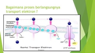 Bagaimana proses berlangsungnya
transport elektron ?
 