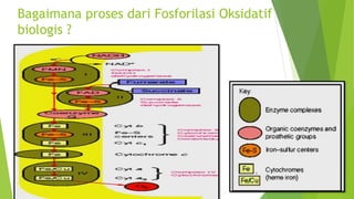 Bagaimana proses dari Fosforilasi Oksidatif
biologis ?
 