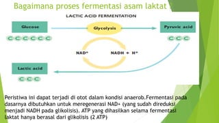 Bagaimana proses fermentasi asam laktat ?
Peristiwa ini dapat terjadi di otot dalam kondisi anaerob.Fermentasi pada
dasarnya dibutuhkan untuk meregenerasi NAD+ (yang sudah direduksi
menjadi NADH pada glikolisis). ATP yang dihasilkan selama fermentasi
laktat hanya berasal dari glikolisis (2 ATP)
 