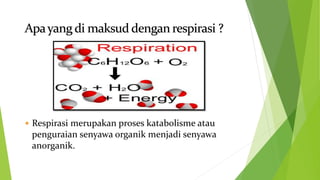  Respirasi merupakan proses katabolisme atau
penguraian senyawa organik menjadi senyawa
anorganik.
 