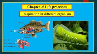 Chapter -5 Life processes
Respiration in different organism
 