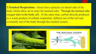 Ppt respiration in plant and organism