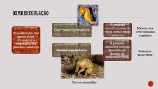 Classificação dos
seres vivos
consoante a
regulação da
pressão osmótica
Osmoconformantes
A pressão
osmótica interna
varia com o meio
externo
Osmorreguladores
A pressão
osmótica interna
mantêm-se
dentro de
intervalos fixos
Maioria dos
invertebrados
marinhos
Restantes
seres vivos
Tatu ou armadilho
 