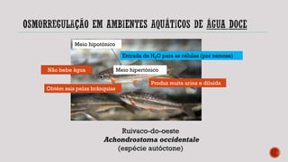 Ruivaco-do-oeste
Achondrostoma occidentale
(espécie autóctone)
Meio hipotónico
Meio hipertónico
Entrada de H2O para as células (por osmose)
Não bebe água
Produz muita urina e diluída
Obtém sais pelas brânquias
 