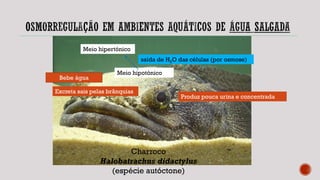 Charroco
Halobatrachus didactylus
(espécie autóctone)
Meio hipertónico
Meio hipotónico
saída de H2O das células (por osmose)
Bebe água
Produz pouca urina e concentrada
Excreta sais pelas brânquias
 