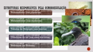 Protonefrídio (nas planárias)
Metanefrídios (nas minhocas)
Túbulos de Malpighi (nos insetos)
Glândulas do sal (nas aves marinhas)
Nefrónios (no Homem)
 