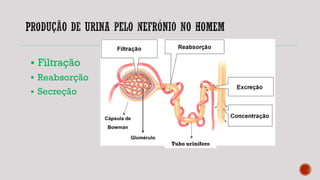  Filtração
 Reabsorção
 Secreção
Tubo urinífero
 