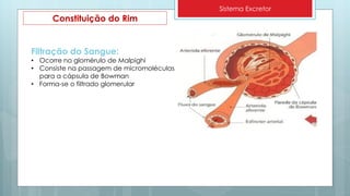 Sistema Excretor
Constituição do Rim
Filtração do Sangue:
• Ocorre no glomérulo de Malpighi
• Consiste na passagem de micromoléculas
para a cápsula de Bowman
• Forma-se o filtrado glomerular
 