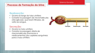 Sistema Excretor
Reabsorção:
• Ocorre ao longo do tubo urinífero
• Consiste na passagem de micromoléculas
úteis (glicose), que foram filtradas, de
volta ao sangue.
Secreção:
 Ocorre no tubo urinífero
 Consiste na passagem direta de
macromoléculas (hormonas e
medicamentos) dos capilares sanguíneos
para o tubo urinífero
Processo de Formação da Urina
 