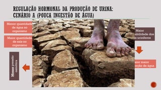Maiorpressão
osmótica
Maior produção de
ADH
Maior
permeabilidade dos
tubos uriníferos
Menor quantidade
de água no
organismo
Maior quantidade
de sais no
organismo
Maior maior
reabsorção de água
Menor produção de
urina e mais
concentrada
Menorpressão
osmótica
Maior quantidade
de água no
organismo
Menor quantidade
de sais no
organismo
 