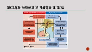 Termorregulação e Osmorregulação